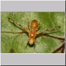 Acidia cognata - Bohrfliege 03b.jpg